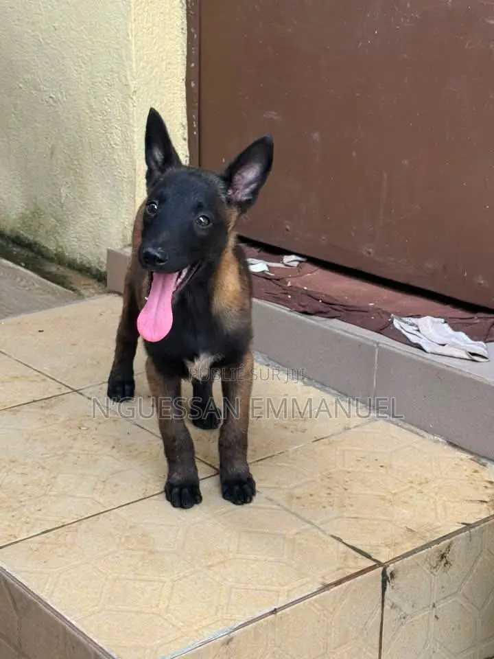 1-3 mois Femme Pure race Belgian Malinois
