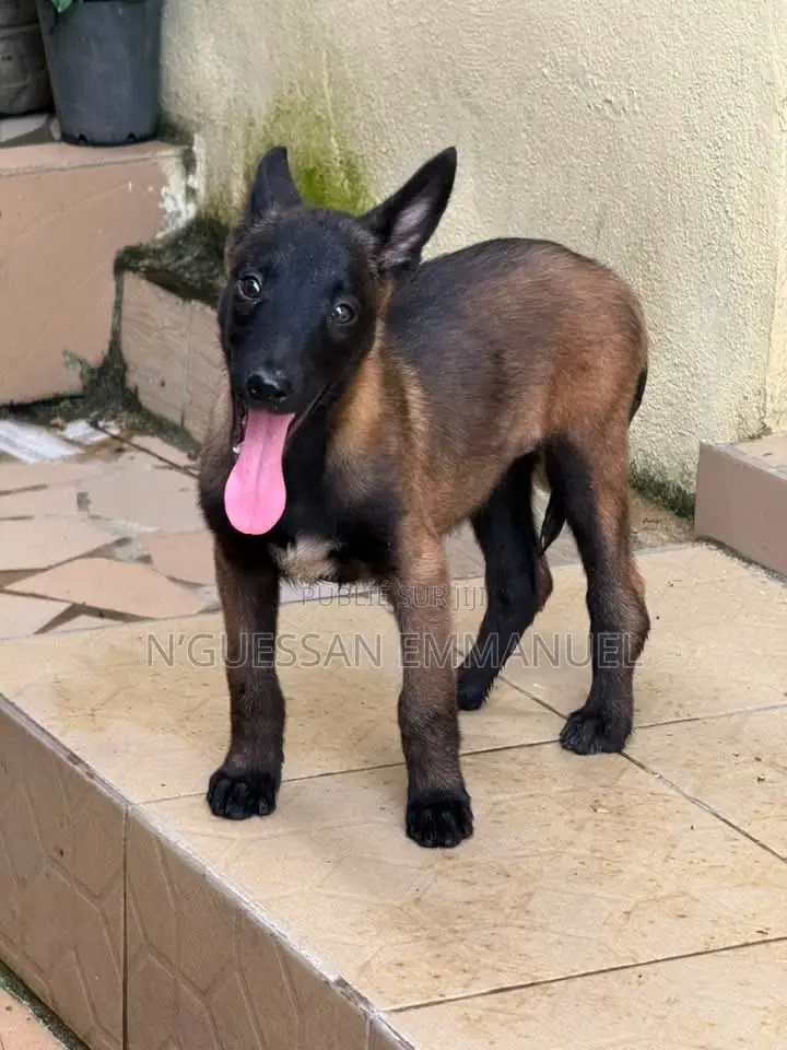 1-3 mois Femme Pure race Belgian Malinois
