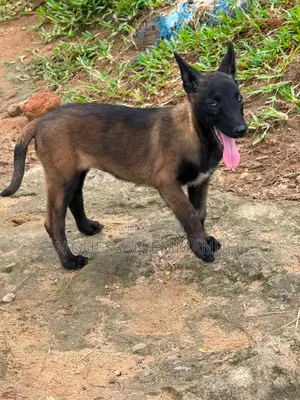 1-3 mois Femme Pure race Belgian Malinois