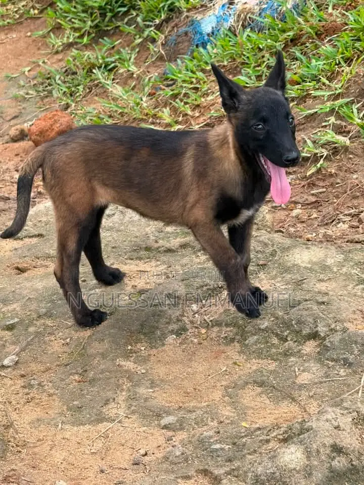 1-3 mois Femme Pure race Belgian Malinois