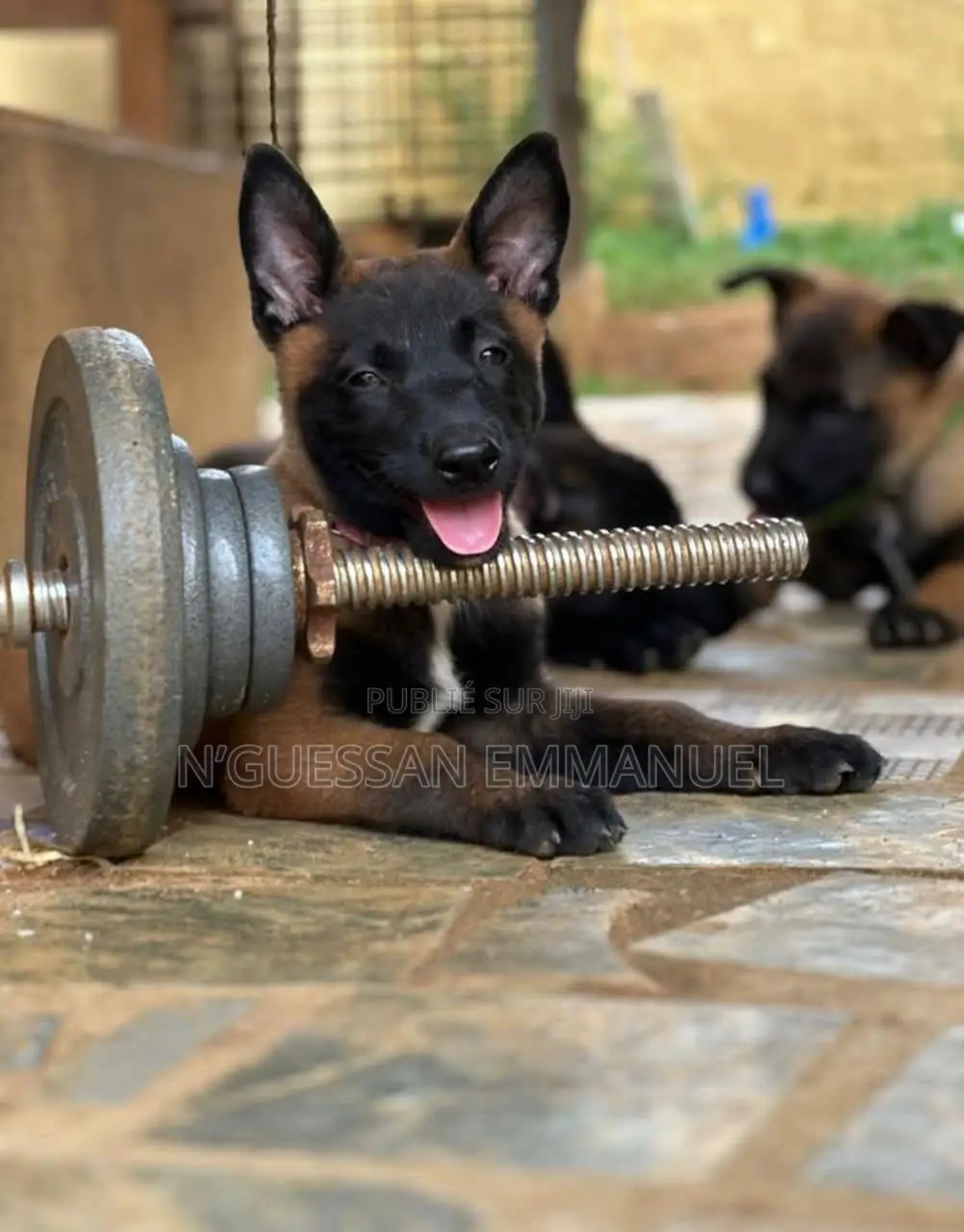 1-3 mois Homme Pure race Belgian Malinois