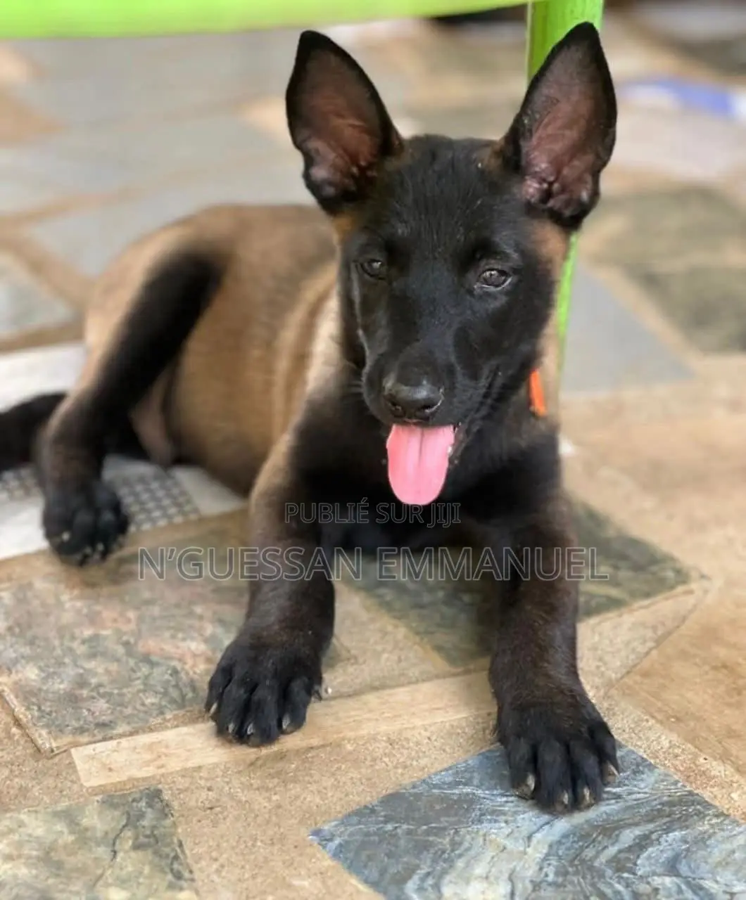 1-3 mois Homme Pure race Belgian Malinois