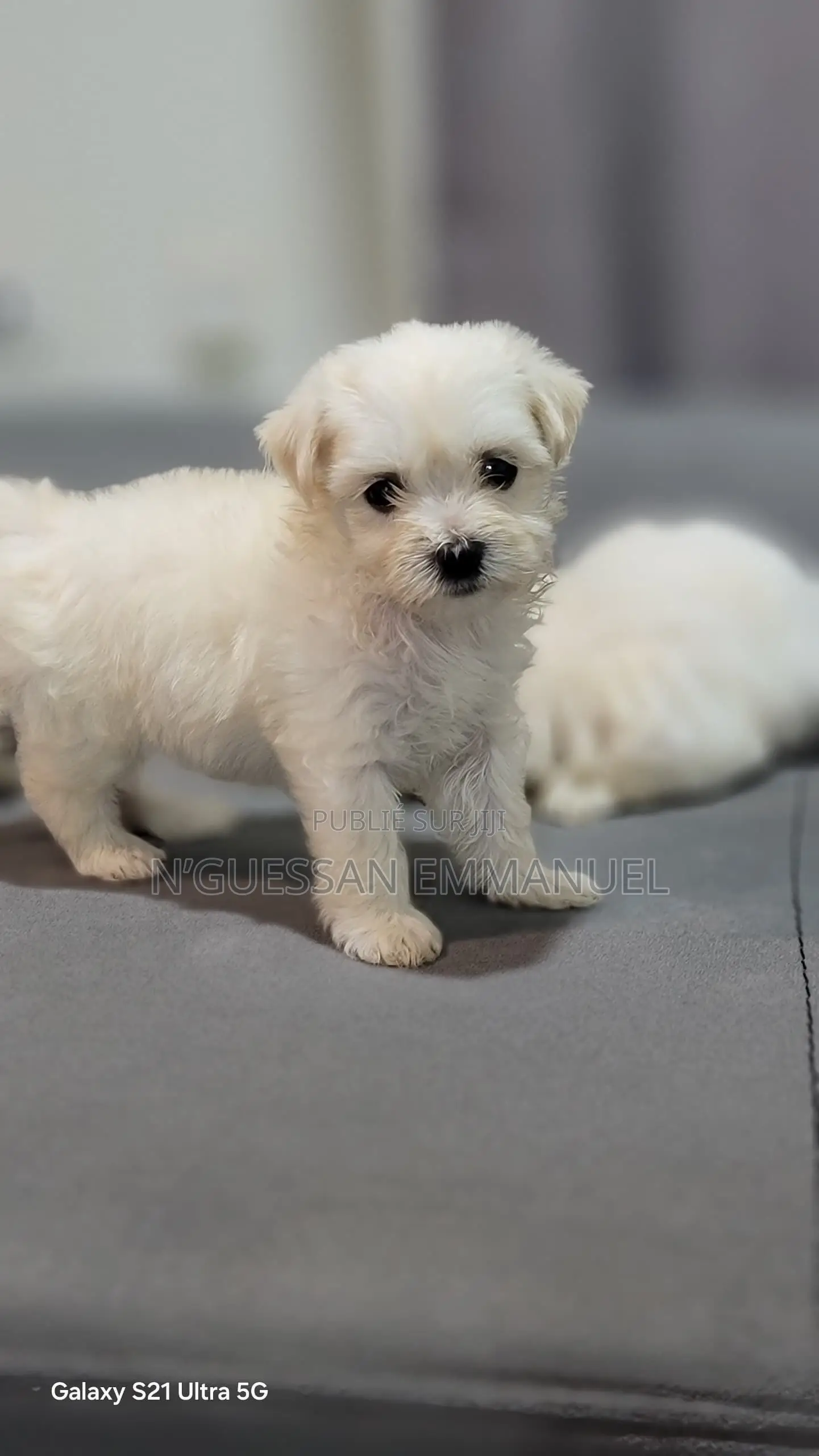 1-3 mois Homme Pure race Bichon Frise