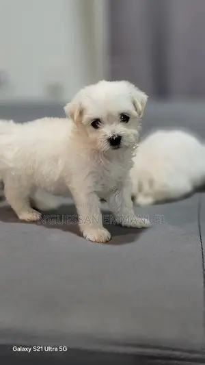 1-3 mois Homme Pure race Bichon Frise