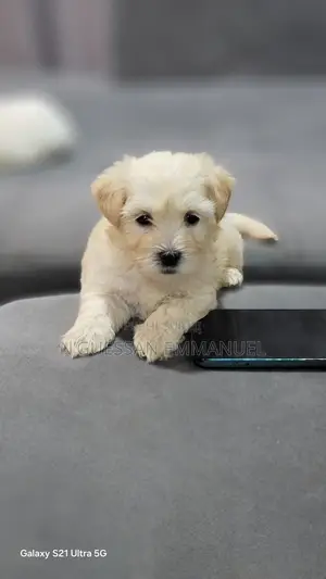 1-3 mois Homme Pure race Bichon Frise