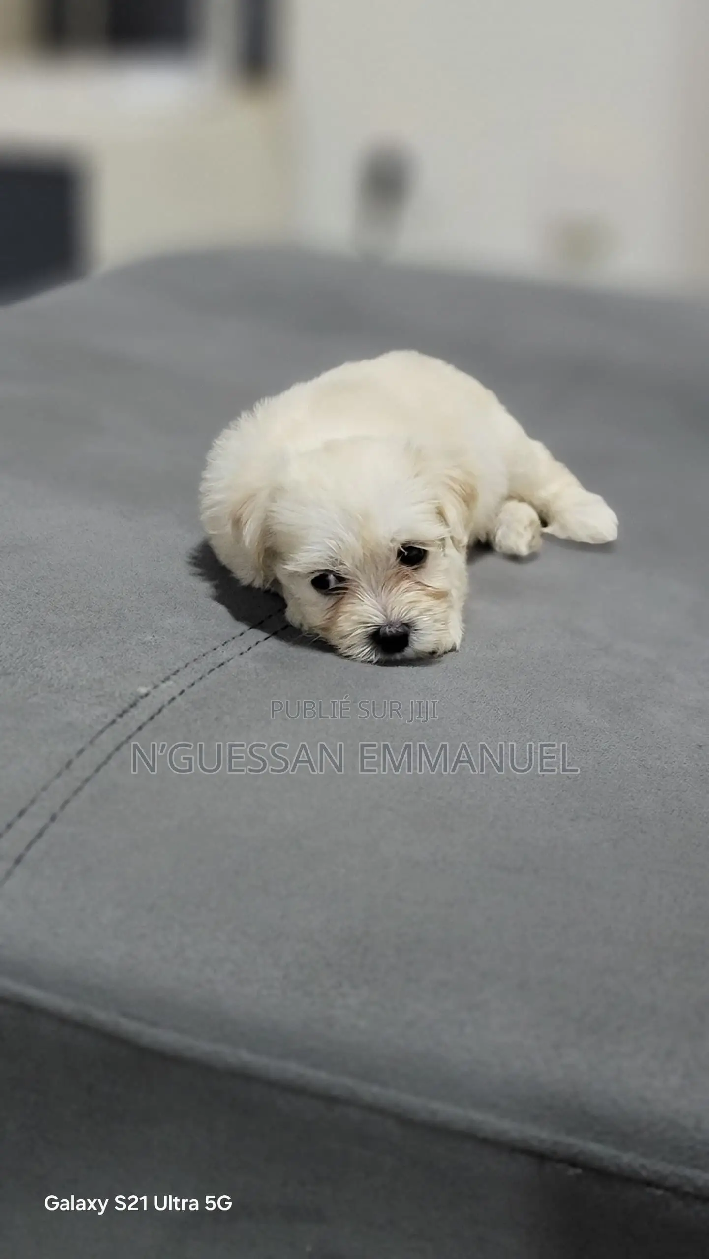 1-3 mois Homme Pure race Bichon Frise