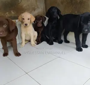 1-3 mois Homme Pure race Labrador Retriever