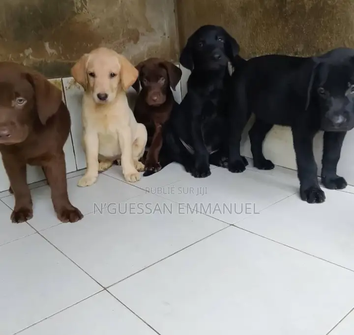 1-3 mois Homme Pure race Labrador Retriever