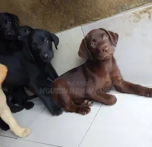 1-3 mois Homme Pure race Labrador Retriever