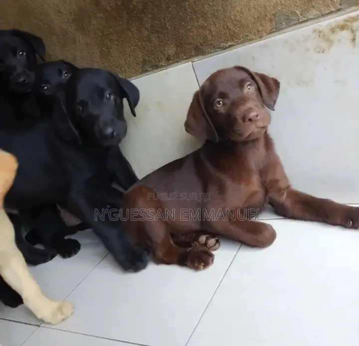 1-3 mois Homme Pure race Labrador Retriever