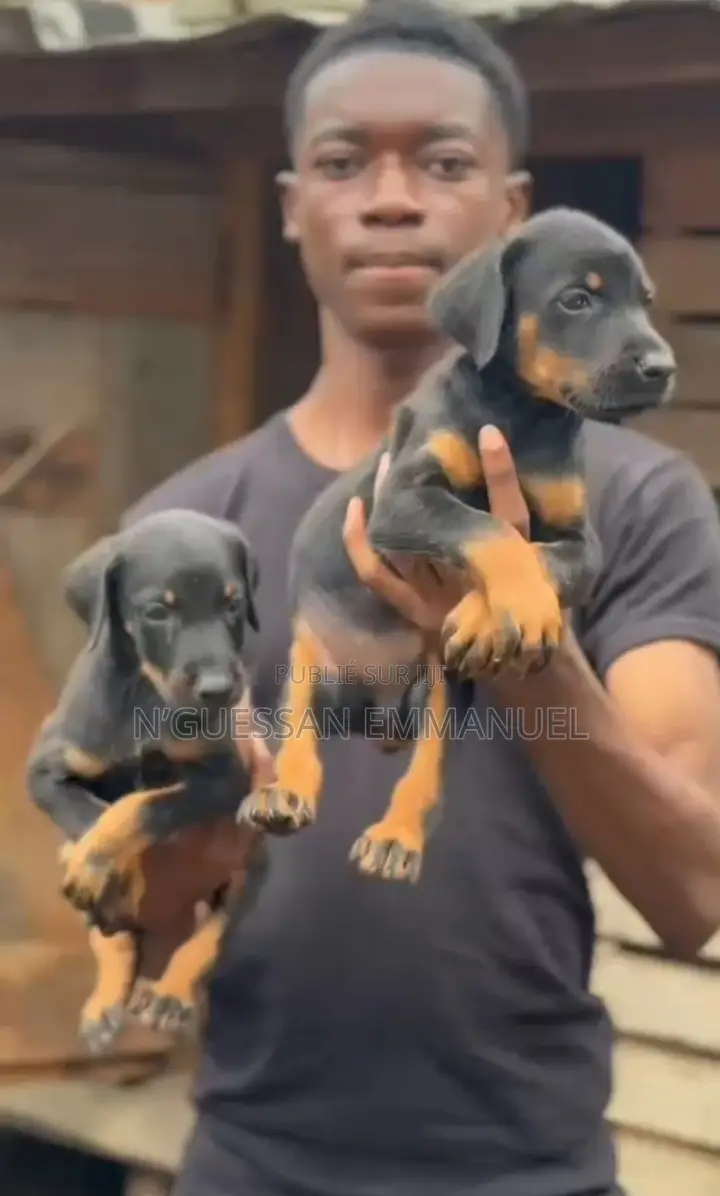 1-3 mois Homme Pure race Afghan Hound
