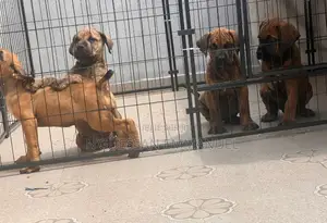 1-3 mois Homme Pure race Boerboel