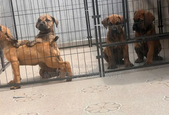 1-3 mois Homme Pure race Boerboel
