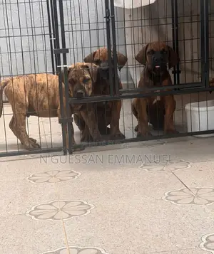 1-3 mois Homme Pure race Boerboel