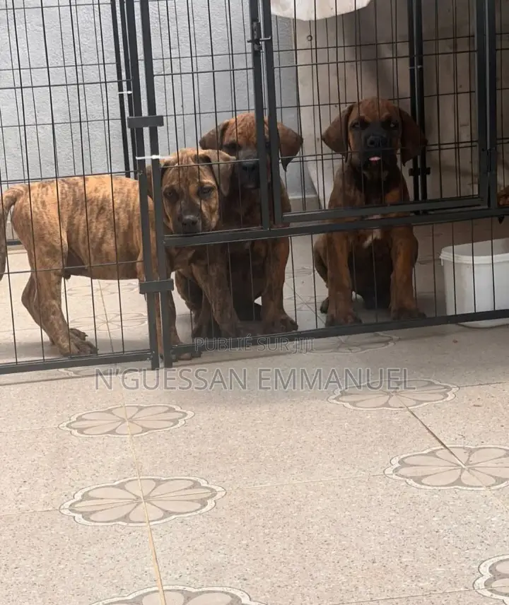 1-3 mois Homme Pure race Boerboel