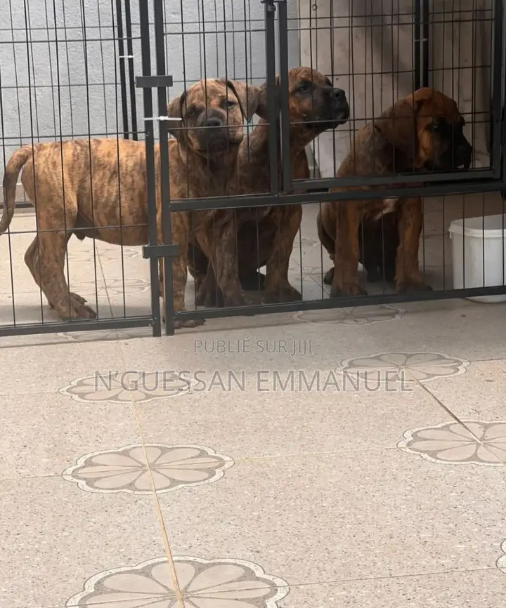 1-3 mois Homme Pure race Boerboel
