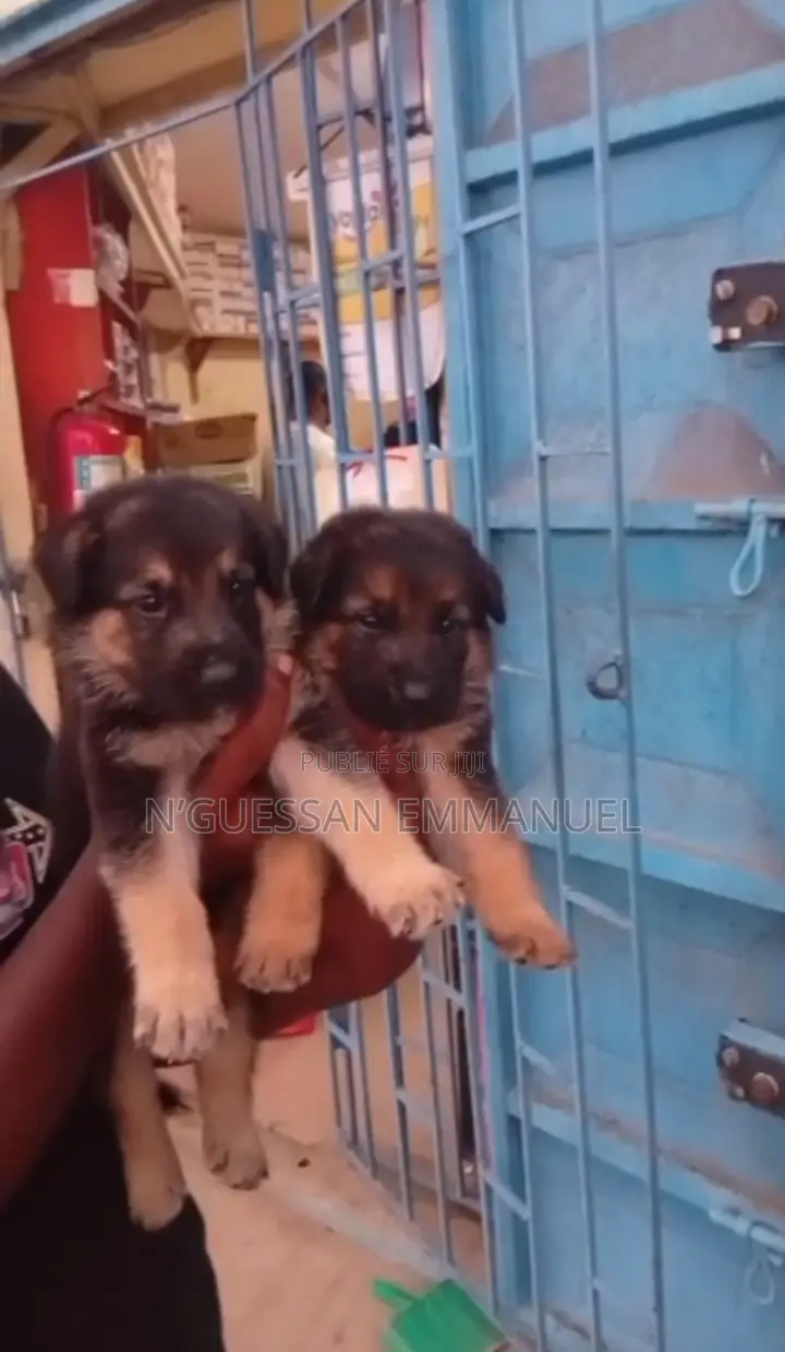 1-3 mois Homme Pure race Belgian Sheepdog