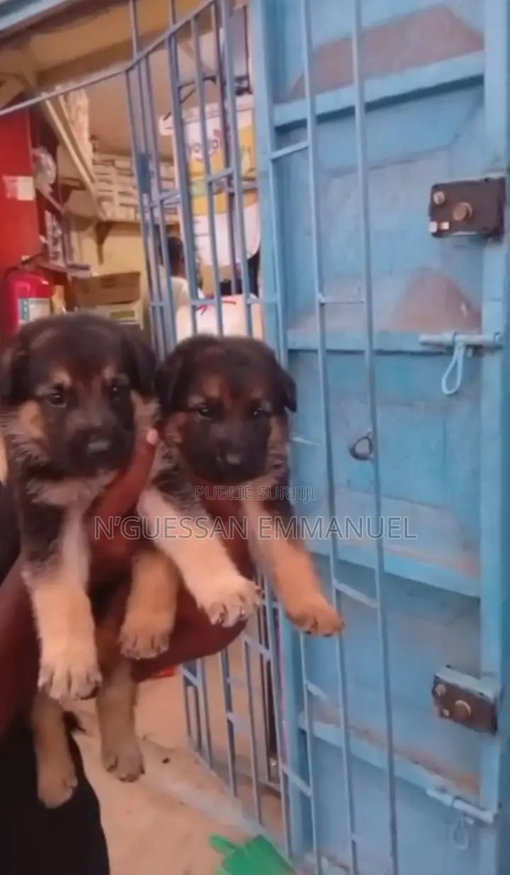 1-3 mois Homme Pure race Belgian Sheepdog