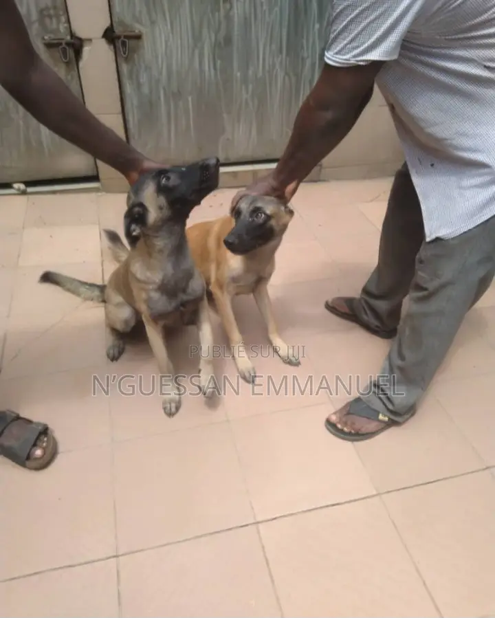 6 à 12 mois Homme Pure race Belgian Malinois