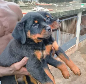 1-3 mois Homme Pure race Rottweiler