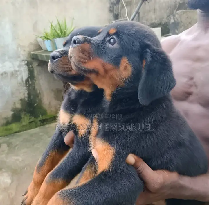 1-3 mois Homme Pure race Rottweiler