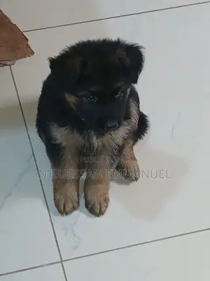 1-3 mois Homme Pure race Belgian Sheepdog
