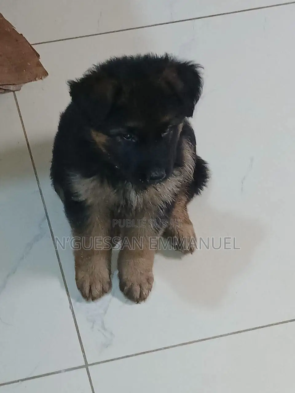 1-3 mois Homme Pure race Belgian Sheepdog