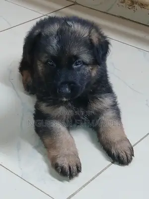 1-3 mois Homme Pure race Belgian Sheepdog