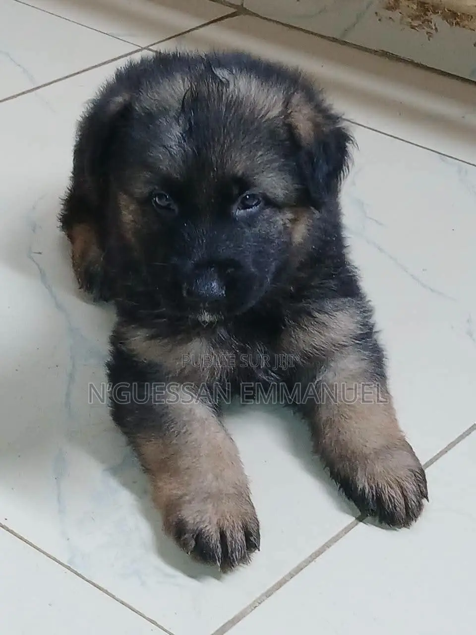 1-3 mois Homme Pure race Belgian Sheepdog