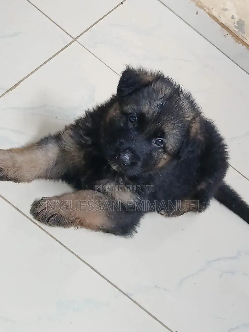 1-3 mois Homme Pure race Belgian Sheepdog
