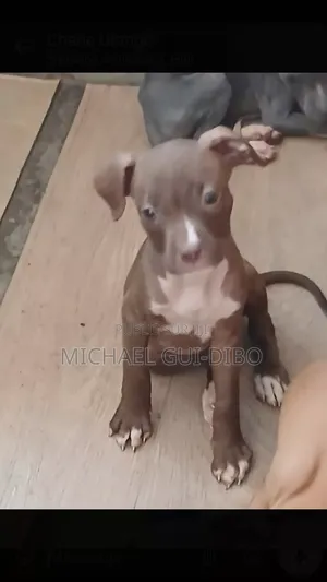 1-3 mois Homme Pure race American Pit Bull Terrier