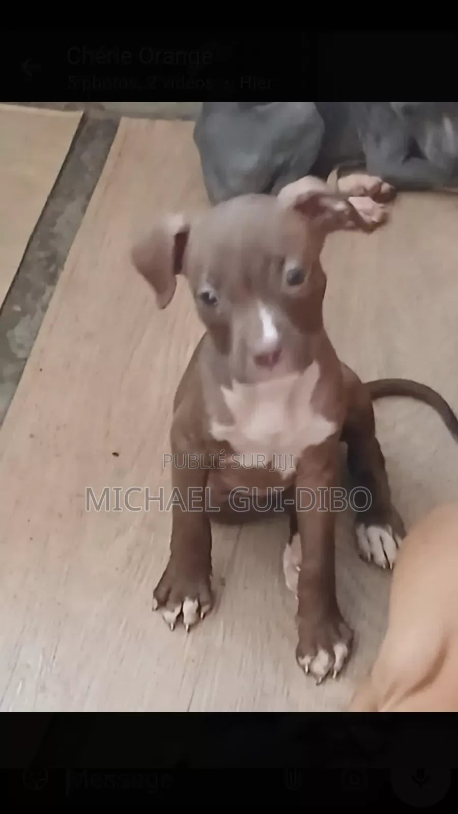 1-3 mois Homme Pure race American Pit Bull Terrier