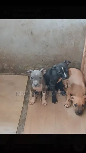 1-3 mois Homme Pure race American Pit Bull Terrier