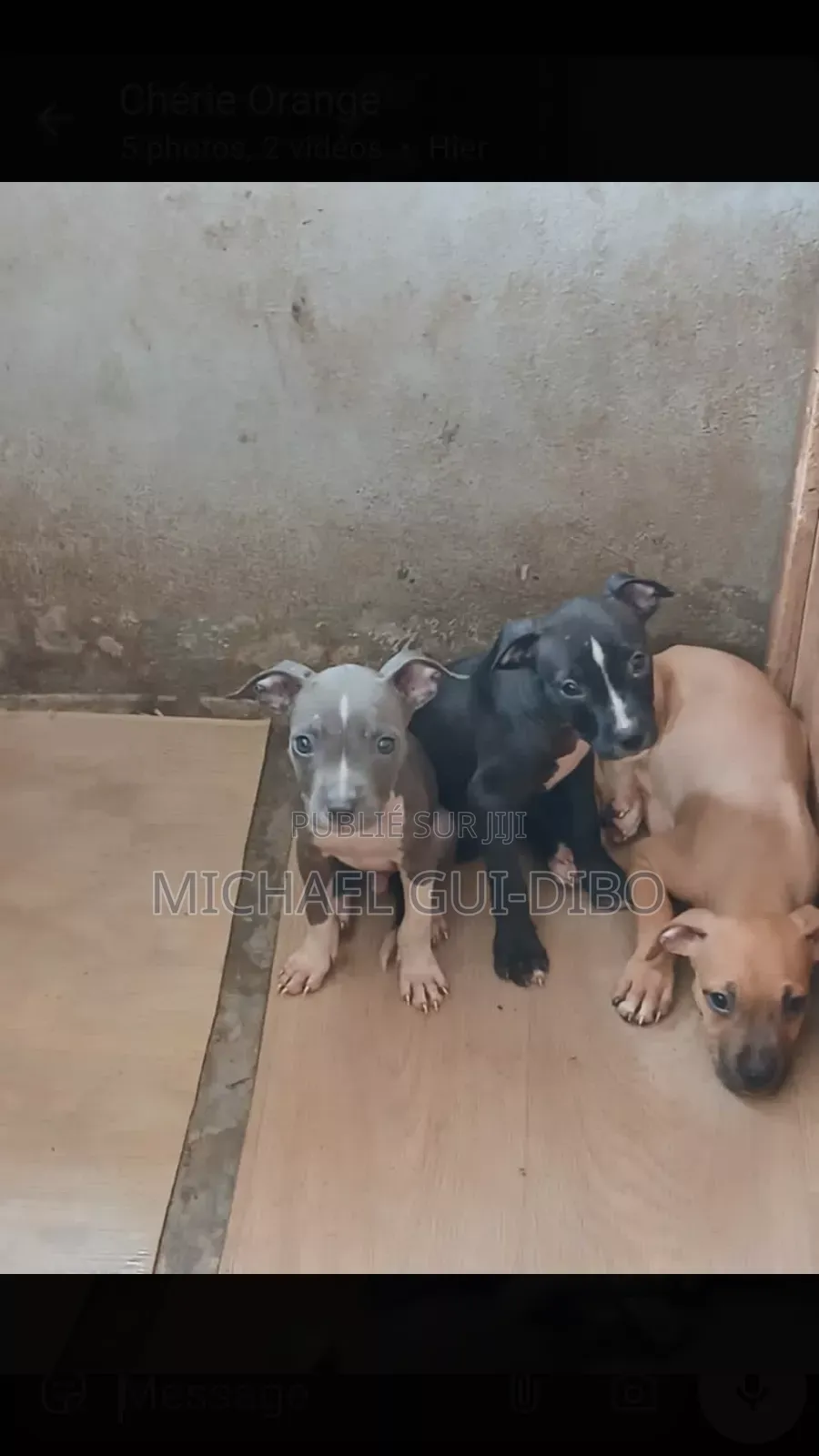 1-3 mois Homme Pure race American Pit Bull Terrier