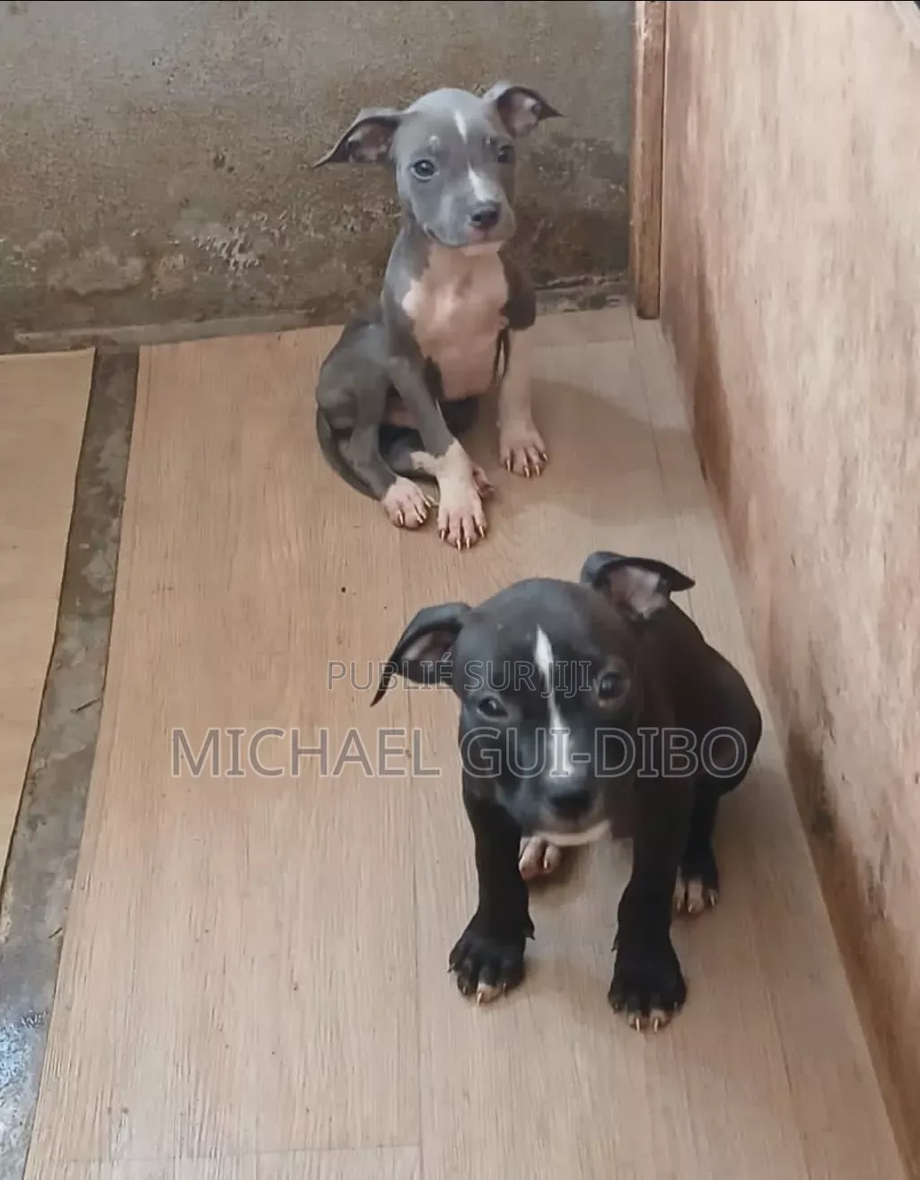 1-3 mois Homme Pure race American Pit Bull Terrier