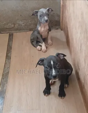 1-3 mois Homme Pure race American Pit Bull Terrier