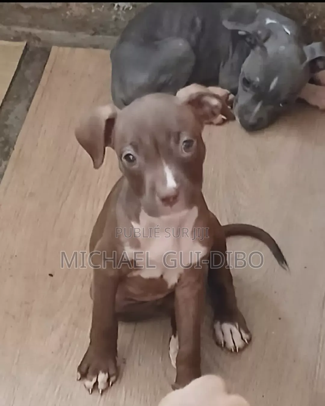 1-3 mois Homme Pure race American Pit Bull Terrier