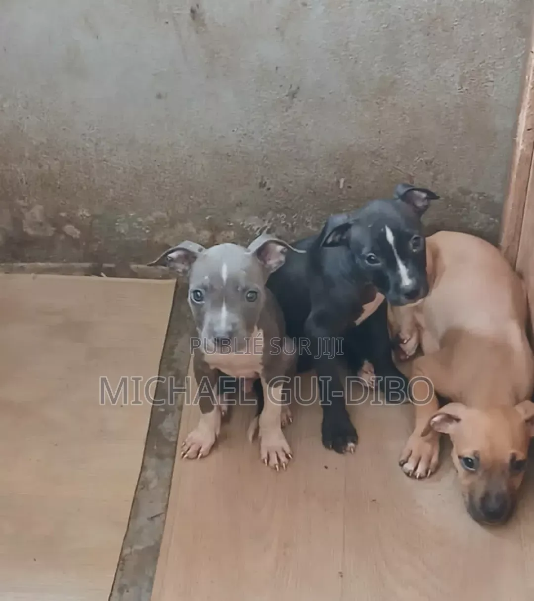 1-3 mois Homme Pure race American Pit Bull Terrier