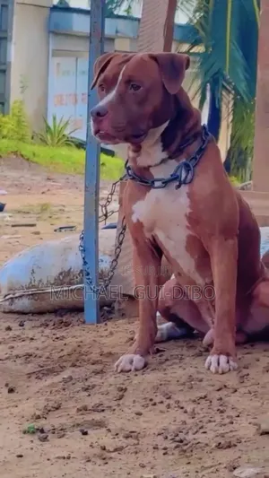 Plus d’un an Homme Pure race American Pit Bull Terrier