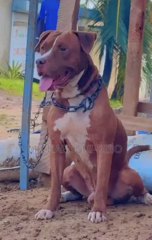 Plus d’un an Homme Pure race American Pit Bull Terrier