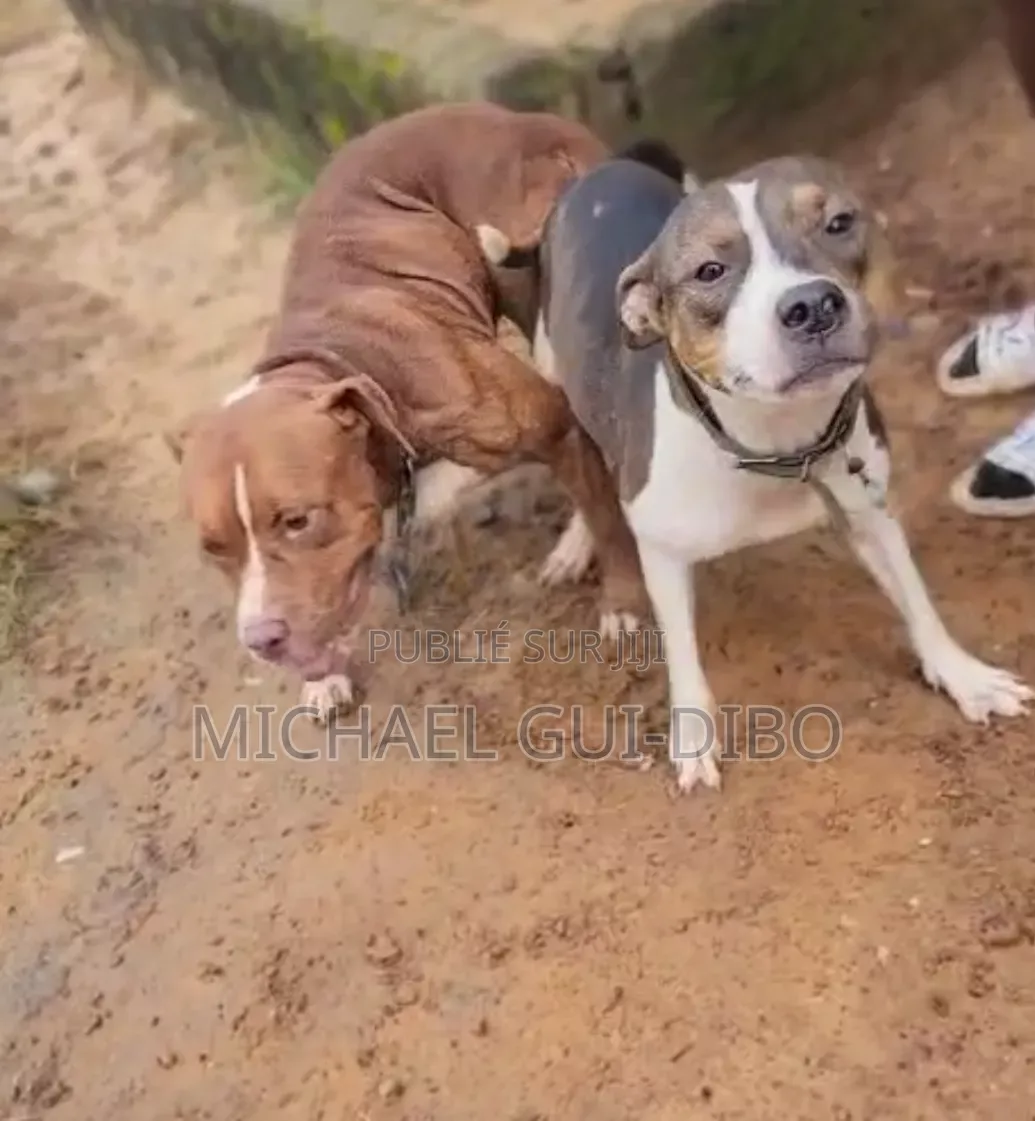 Plus d’un an Homme Pure race American Pit Bull Terrier