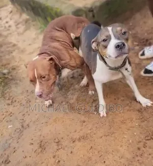 Plus d’un an Homme Pure race American Pit Bull Terrier