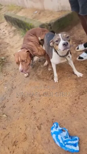 Plus d’un an Homme Pure race American Pit Bull Terrier