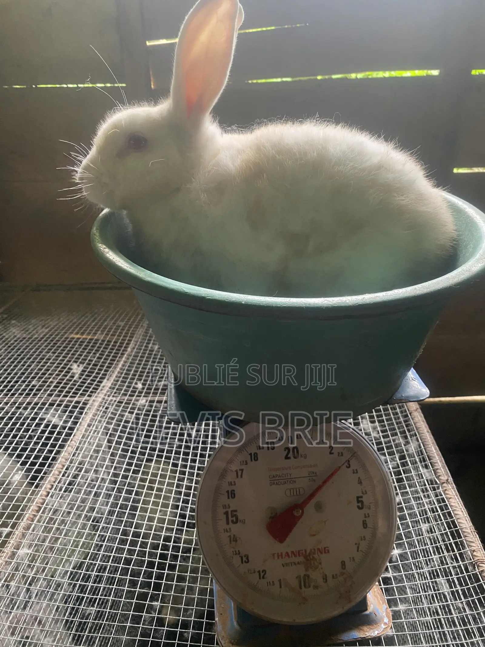 Lapin De Reproduction De 9 Mois Race Hyplus