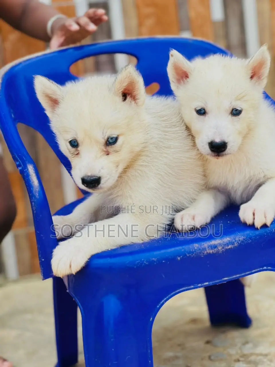 1-3 mois Homme Pure race Siberian Husky