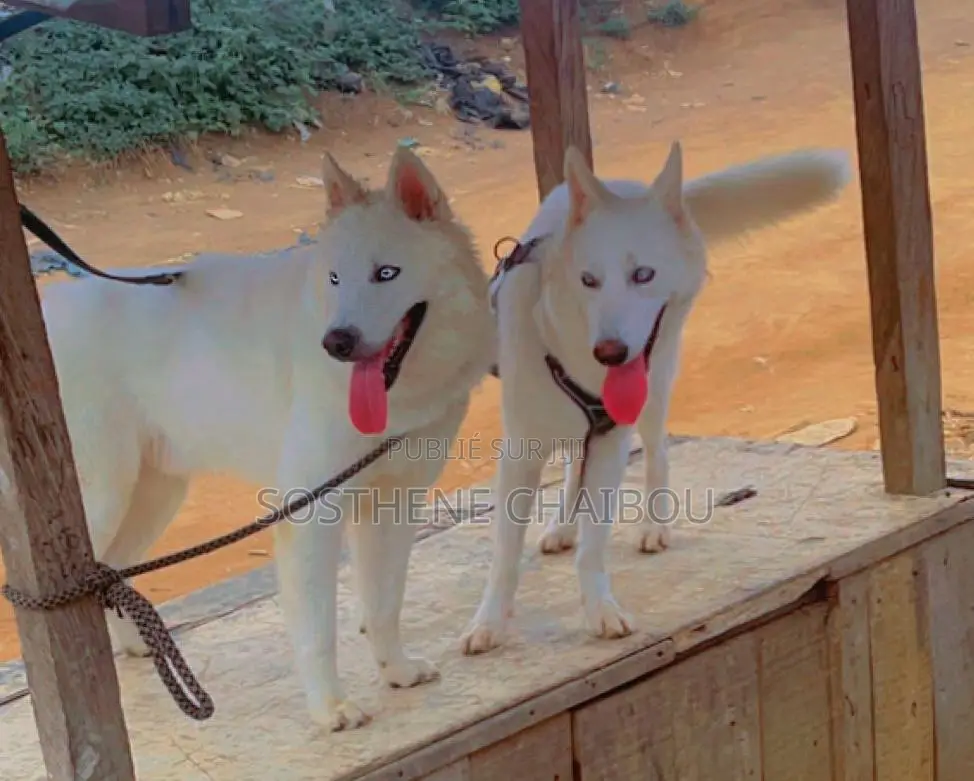 1-3 mois Homme Pure race Siberian Husky