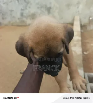 0-1 mois Homme Pure race Boerboel