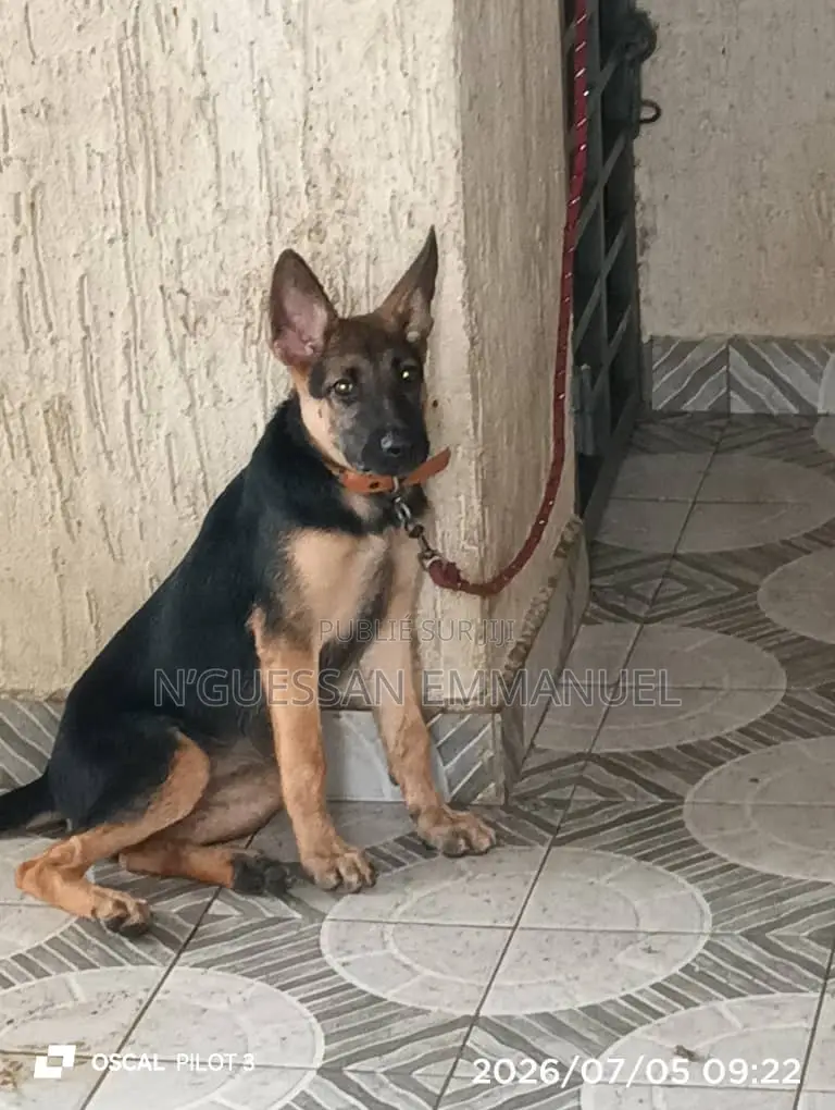 3-6 mois Femme Pure race Belgian Sheepdog