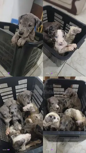 1-3 mois Homme Pure race Dogo Argentino