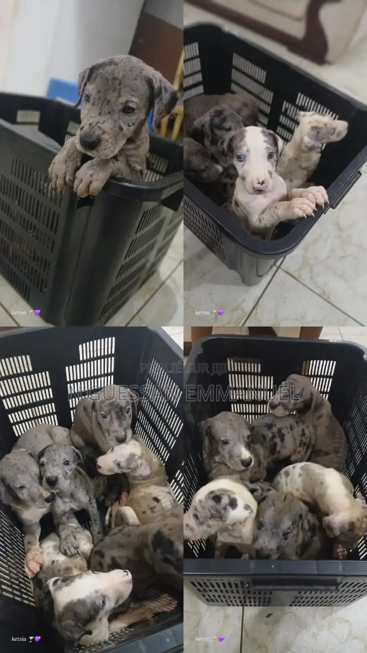 1-3 mois Homme Pure race Dogo Argentino